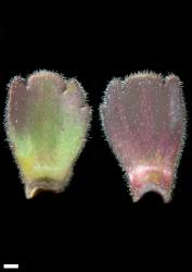 Veronica spectabilis. Leaf surfaces, adaxial (left) and abaxial (right). Scale = 1 mm.
 Image: P.J. Garnock-Jones © Te Papa CC-BY-NC 3.0 NZ